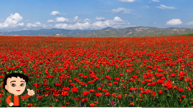 Poppy fields in Uzbekistan 