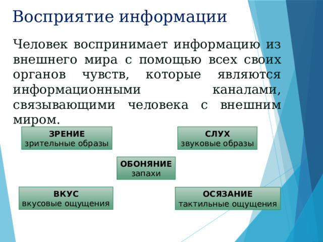 Восприятие информации Человек воспринимает информацию из внешнего мира с помощью всех своих органов чувств, которые являются информационными каналами, связывающими человека с внешним миром. ЗРЕНИЕ СЛУХ зрительные образы звуковые образы ОБОНЯНИЕ запахи ВКУС вкусовые ощущения ОСЯЗАНИЕ тактильные ощущения 