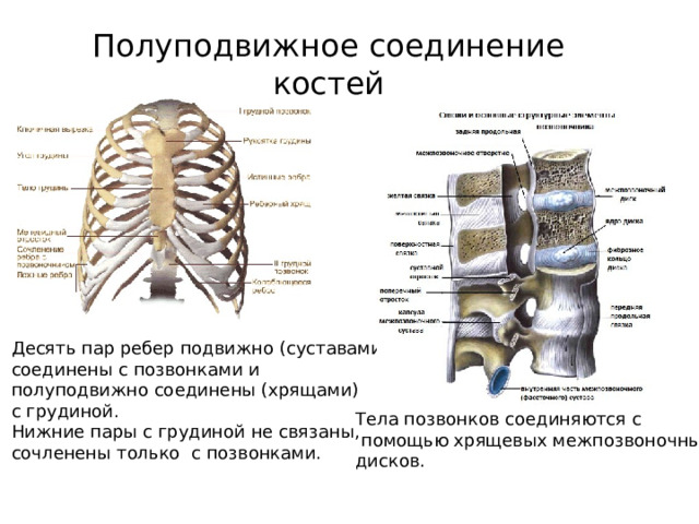 Подвижное соединение между. Полуподвижное соединение кости. Неподвижные полуподвижные и подвижные соединения костей. Соединение костей неподвижные полуподвижные суставы. Тип соединения неподвижные полуподвижные суставы кости.