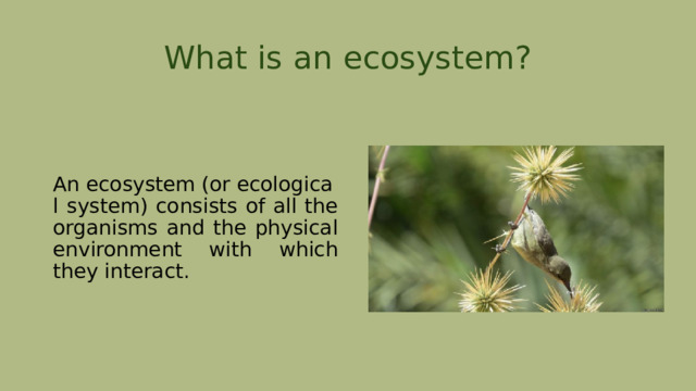 What is an ecosystem? An ecosystem (or ecological system) consists of all the organisms and the physical environment with which they interact. 