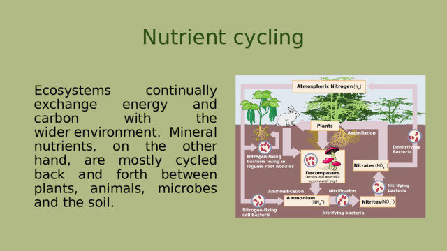 Nutrient cycling Ecosystems continually exchange energy and carbon with the wider environment. Mineral nutrients, on the other hand, are mostly cycled back and forth between plants, animals, microbes and the soil. 