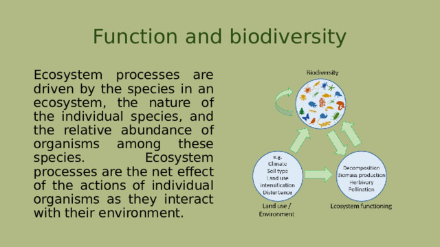 Function and biodiversity Ecosystem processes are driven by the species in an ecosystem, the nature of the individual species, and the relative abundance of organisms among these species. Ecosystem processes are the net effect of the actions of individual organisms as they interact with their environment. 