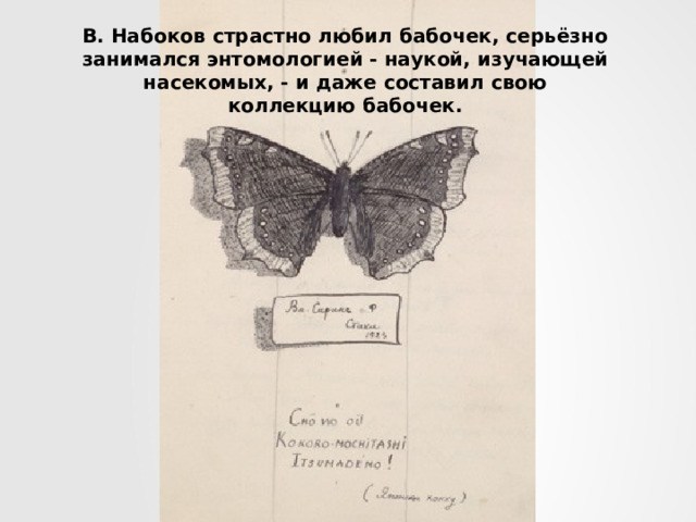 В. Набоков страстно любил бабочек, серьёзно занимался энтомологией - наукой, изучающей насекомых, - и даже составил свою коллекцию бабочек. 