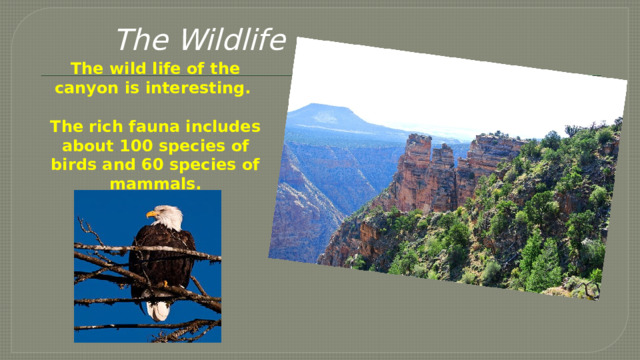 The Wildlife     The wild life of the canyon is interesting.  The rich fauna includes about 100 species of birds and 60 species of mammals. 