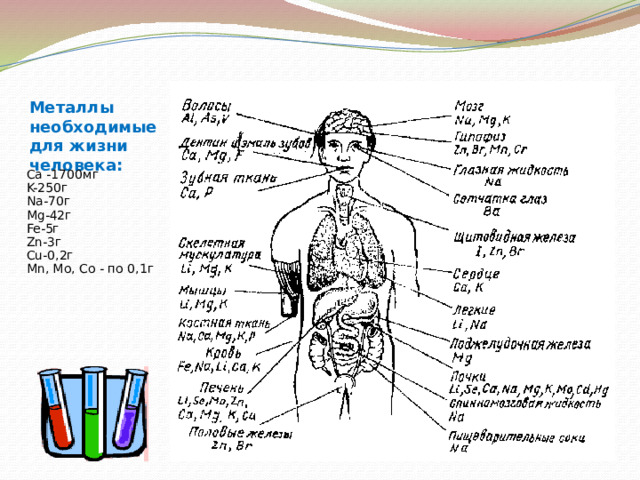 Металлы необходимые для жизни человека: Ca -1700мг K-250г Na-70г Mg-42г Fe-5г Zn-3г Cu-0,2г Мn, Mo, Co - по 0,1г  