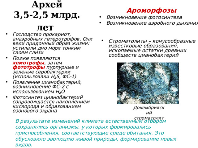 Архей  3,5-2,5 млрд. лет   Ароморфозы Возникновение фотосинтеза Возникновение аэробного дыхания  Господство прокариот, анаэробных гетеротрофов. Они вели придонный образ жизни: устилали дно моря тонким слоем слизи Позже появляются хемотрофы , затем фототрофы пурпурные и зеленые серобактерии  (использовали H 2 S ,  ФС-1) Появление цианобактерий, возникновение ФС-2 с использованием H 2 O Фотосинтез цианобактерий сопровождается накоплением кислорода и образованием озонового экрана Строматолиты – конусообразные известковые образования, ископаемые остатки древних сообществ цианобактерий Докембрийский строматолит В результате изменений климата естественным отбором сохранялись организмы, у которых формировались приспособления, соответствующие среде обитания. Это обусловило эволюцию живой природы, формирование новых видов.  