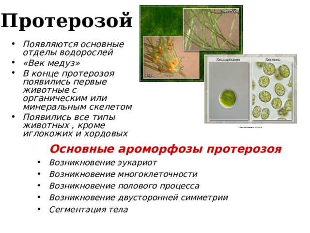 Протерозой  Появляются основные отделы водорослей «Век медуз» В конце протерозоя появились первые животные с органическим или минеральным скелетом Появились все типы животных , кроме иглокожих и хордовых  Основные ароморфозы протерозоя Возникновение эукариот Возникновение многоклеточности Возникновение полового процесса Возникновение двусторонней симметрии Сегментация тела  