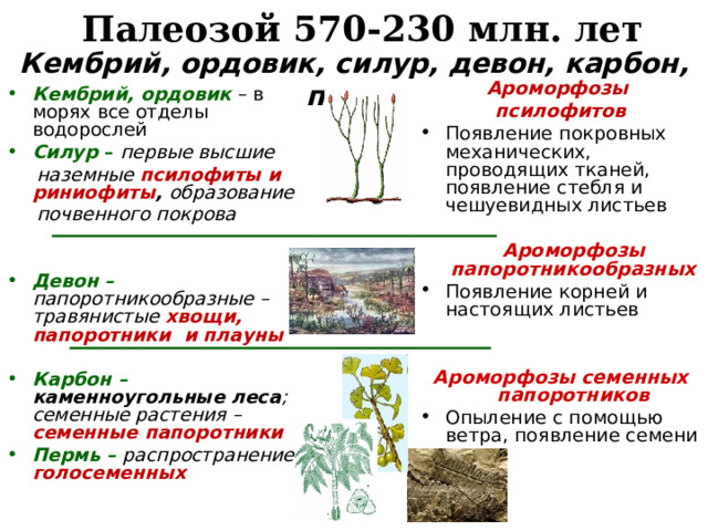 Палеозой 570-230 млн. лет Кембрий, ордовик, силур, девон, карбон, пермь Ароморфозы псилофитов Появление покровных механических, проводящих тканей, появление стебля и чешуевидных листьев  Ароморфозы папоротникообразных Появление корней и настоящих листьев  Ароморфозы семенных папоротников Опыление с помощью ветра, появление семени Кембрий, ордовик – в морях все отделы водорослей Силур – первые высшие  наземные псилофиты и риниофиты ,  образование  почвенного покрова   Девон – папоротникообразные – травянистые хвощи, папоротники и плауны  Карбон –  каменноугольные леса ; семенные растения – семенные папоротники Пермь –  распространение голосеменных   