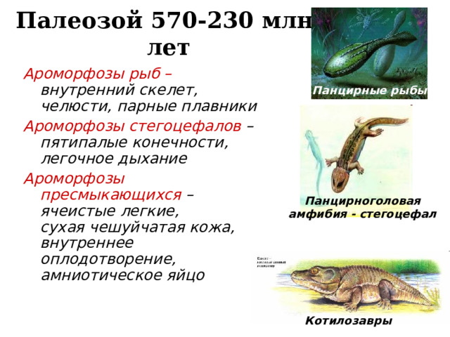 Появление пятипалой конечности ароморфоз