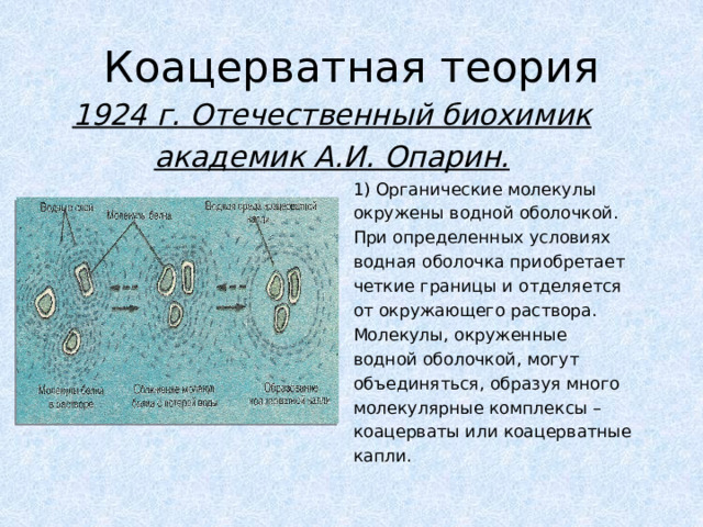 Коацерватная теория 1924 г. Отечественный биохимик академик А.И. Опарин. 1) Органические молекулы окружены водной оболочкой. При определенных условиях водная оболочка приобретает четкие границы и отделяется от окружающего раствора. Молекулы, окруженные водной оболочкой, могут объединяться, образуя много молекулярные комплексы – коацерваты или коацерватные капли. 