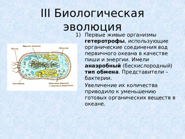 III Биологическая эволюция Первые живые организмы гетеротрофы , использующие органические соединения вод первичного океана в качестве пиши и энергии. Имели анаэробный (бескислородный) тип обмена . Представители – бактерии.  Увеличение их количества приводило к уменьшению готовых органических веществ в океане. 