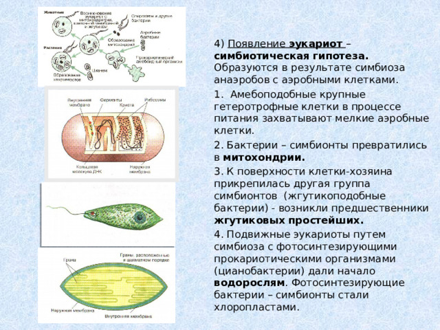 4) Появление эукариот  – симбиотическая гипотеза. Образуются  в результате симбиоза анаэробов с аэробными клетками. 1. Амебоподобные крупные гетеротрофные клетки в процессе питания захватывают мелкие аэробные клетки. 2. Бактерии – симбионты превратились в митохондрии. 3. К поверхности клетки-хозяина прикрепилась другая группа симбионтов (жгутикоподобные бактерии) - возникли предшественники жгутиковых простейших. 4. Подвижные эукариоты путем симбиоза с фотосинтезирующими прокариотическими организмами (цианобактерии) дали начало водорослям . Фотосинтезирующие бактерии – симбионты стали хлоропластами. 