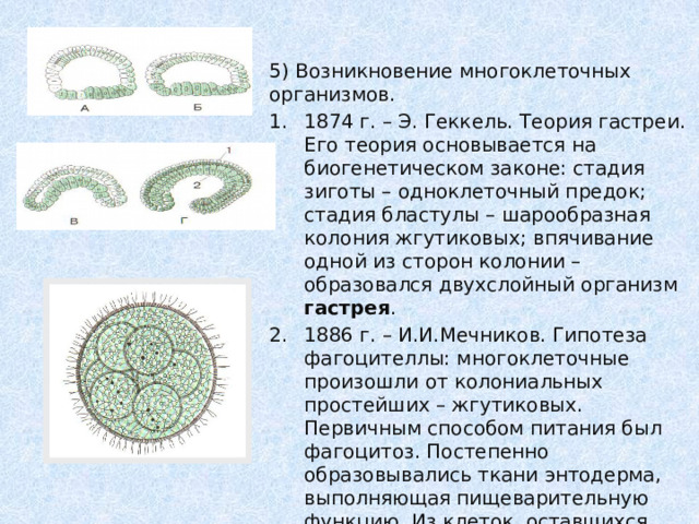 5) Возникновение многоклеточных организмов. 1874 г. – Э. Геккель. Теория гастреи. Его теория основывается на биогенетическом законе: стадия зиготы – одноклеточный предок; стадия бластулы – шарообразная колония жгутиковых; впячивание одной из сторон колонии – образовался двухслойный организм гастрея . 1886 г. – И.И.Мечников. Гипотеза фагоцителлы: многоклеточные произошли от колониальных простейших – жгутиковых. Первичным способом питания был фагоцитоз. Постепенно образовывались ткани энтодерма, выполняющая пищеварительную функцию. Из клеток, оставшихся снаружи, развивалась покровная ткань - эктодерма. Часть клеток выполняли функцию размножения – половые клетки. 