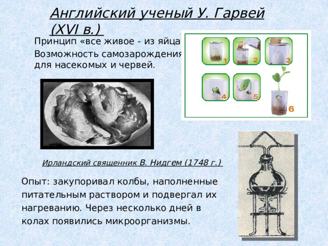 Английский ученый У. Гарвей (XVI в.) Принцип «все живое - из яйца». Возможность самозарождения для насекомых и червей. Ирландский священник В. Нидгем (1748 г.) Опыт: закупоривал колбы, наполненные питательным раствором и подвергал их нагреванию. Через несколько дней в колах появились микроорганизмы. 