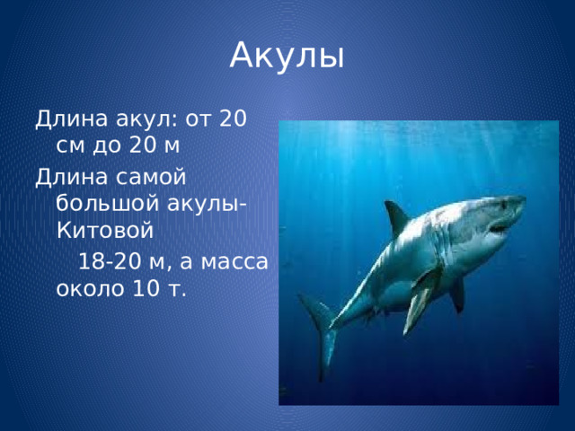 Акулы Длина акул: от 20 см до 20 м Длина самой большой акулы- Китовой  18-20 м, а масса около 10 т. 