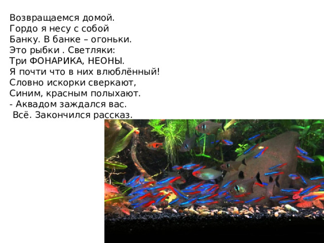 Возвращаемся домой.  Гордо я несу с собой  Банку. В банке – огоньки.  Это рыбки . Светляки:  Три ФОНАРИКА, НЕОНЫ.  Я почти что в них влюблённый!  Словно искорки сверкают,  Синим, красным полыхают.  - Аквадом заждался вас.    Всё. Закончился рассказ. 