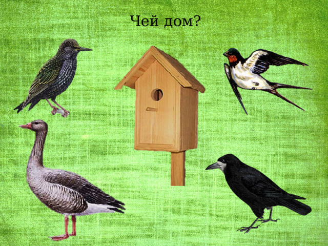 Чей дом? 