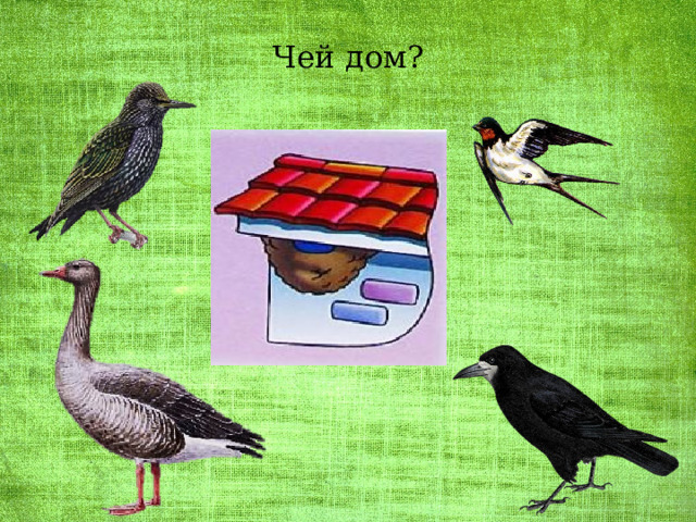Чей дом? 