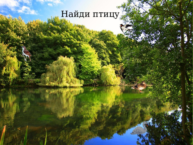 Найди птицу 