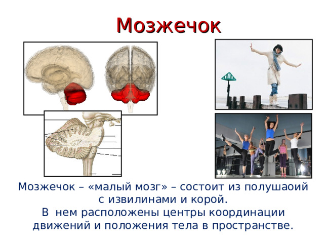 Мозжечок Мозжечок – «малый мозг» – состоит из полушаоий с извилинами и корой. В нем расположены центры координации движений и положения тела в пространстве. 