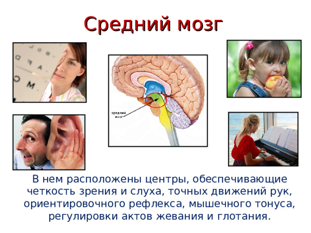 Средний мозг В нем расположены центры, обеспечивающие четкость зрения и слуха, точных движений рук, ориентировочного рефлекса, мышечного тонуса, регулировки актов жевания и глотания. 