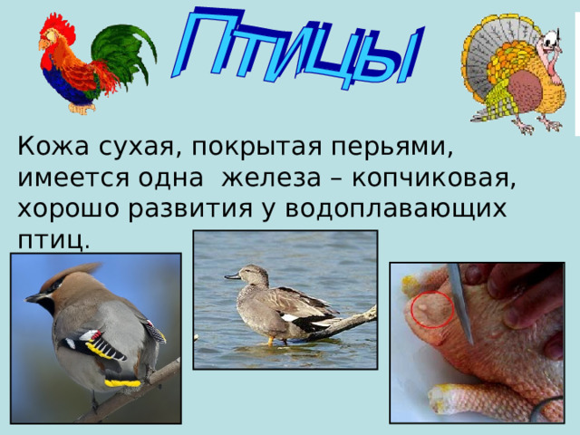 Кожа сухая, покрытая перьями, имеется одна железа – копчиковая, хорошо развития у водоплавающих птиц . 