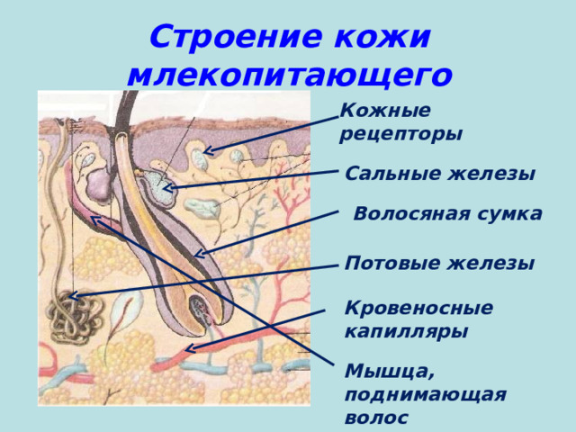 Строение кожи млекопитающего Кожные рецепторы Сальные железы Волосяная сумка Потовые железы Кровеносные капилляры Мышца, поднимающая волос 