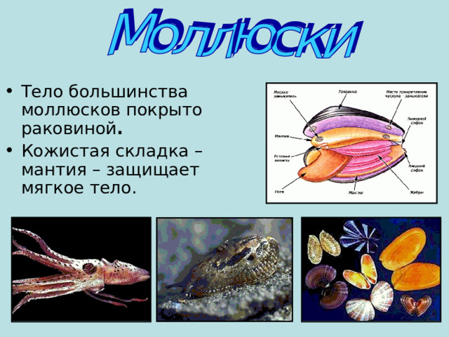 Тело большинства моллюсков покрыто раковиной . Кожистая складка – мантия – защищает мягкое тело. 