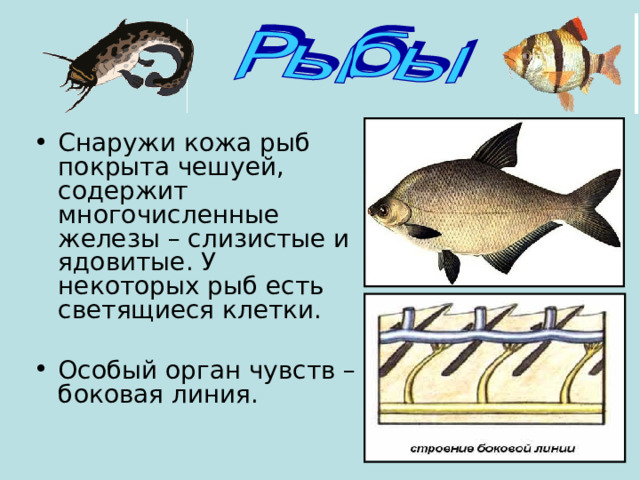 Снаружи кожа рыб покрыта чешуей, содержит многочисленные железы – слизистые и ядовитые. У некоторых рыб есть светящиеся клетки. Особый орган чувств – боковая линия. 