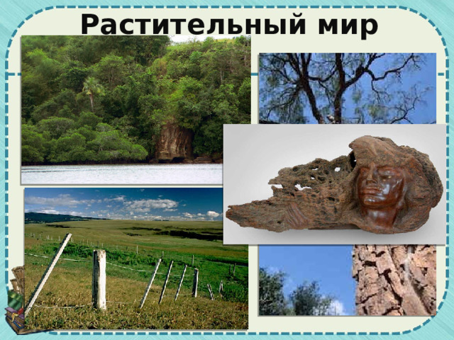 Растительный мир 