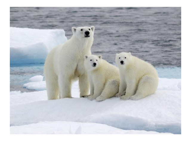 Здесь, в ледяном краю, где по полгода длится полярный день и полярная ночь, в суровых климатических условиях находят свой дом приспособленные к холодным условиям некоторые животные. Их не так и много: белые медведи,, тюлени, моржи, нарвалы и некоторые северные птицы.  