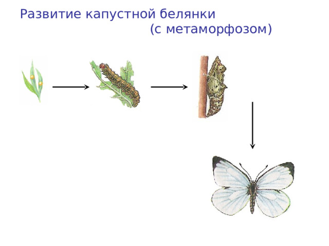 Развитие капустной белянки (с метаморфозом) Куколка Яйцо Гусеница (личинка) Взрослое насекомое (имаго) 