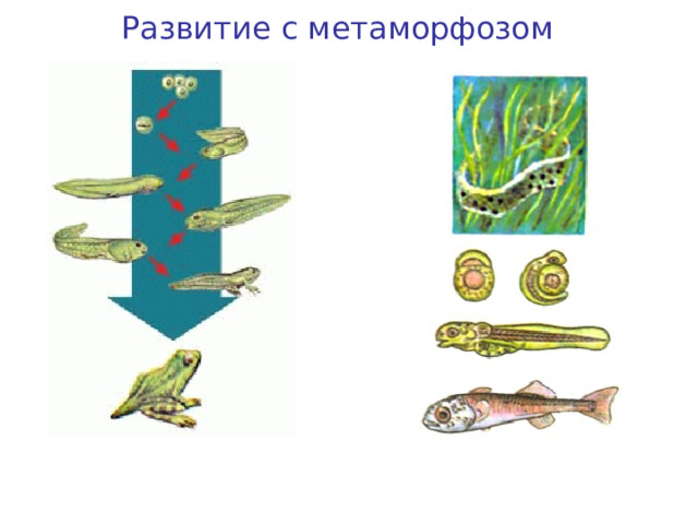 Развитие с метаморфозом Развитие лягушки Развитие рыбы 