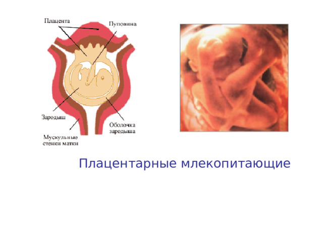 Плацентарные млекопитающие 