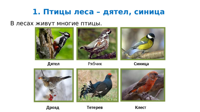 1. Птицы леса – дятел, синица В лесах живут многие птицы. 