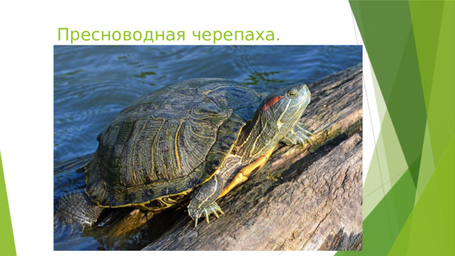 Пресноводная черепаха. Красноухая 
