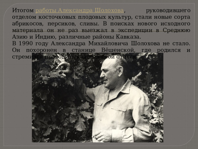 Итогом  работы Александра Шолохова , руководившего отделом косточковых плодовых культур, стали новые сорта абрикосов, персиков, сливы. В поисках нового исходного материала он не раз выезжал в экспедиции в Среднюю Азию и Индию, различные районы Кавказа. В 1990 году Александра Михайловича Шолохова не стало. Он похоронен в станице Вёшенской, где родился и стремился проводить каждый свой отпуск. 