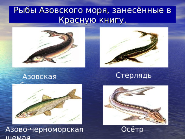 Рыбы Азовского моря, занесённые в Красную книгу.  Стерлядь  Азовская белуга Азово-черноморская шемая  Осётр  