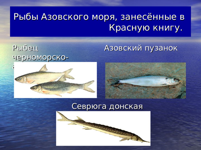 Рыбы Азовского моря, занесённые в Красную книгу. Рыбец черноморско-азовский Азовский пузанок  Севрюга донская 