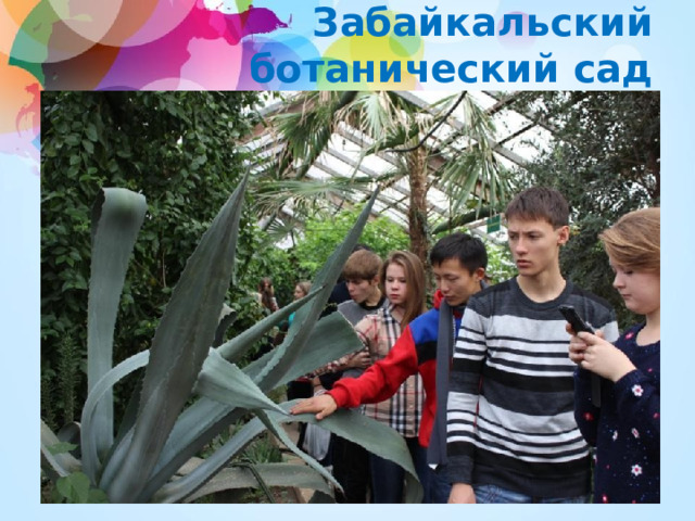 Забайкальский  ботанический сад 