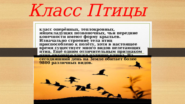 Класс Птицы класс оперённых, теплокровных, яйцекладущих позвоночных, чьи передние конечности имеют форму крыльев. Изначально строение тела птиц приспособлено к полёту, хотя в настоящее время существует много видов нелетающих птиц. Ещё одним отличительным признаком птиц является также наличие клюва. На сегодняшний день на Земле обитает более 9800 различных видов. 
