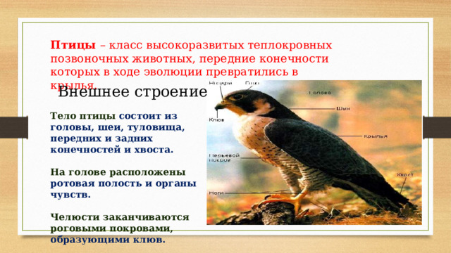 Птицы – класс высокоразвитых теплокровных позвоночных животных, передние конечности которых в ходе эволюции превратились в крылья. Внешнее строение Тело птицы состоит из головы, шеи, туловища, передних и задних конечностей и хвоста.  На голове расположены ротовая полость и органы чувств.  Челюсти заканчиваются роговыми покровами, образующими клюв. 
