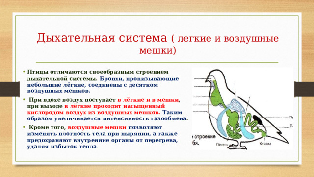 Дыхательная система ( легкие и воздушные мешки) Птицы отличаются своеобразным строением дыхательной системы. Бронхи, пронизывающие небольшие лёгкие, соединены с десятком воздушных мешков.  При вдохе воздух поступает в лёгкие и в мешки , при выходе в лёгкие проходит насыщенный кислородом воздух из воздушных мешков. Таким образом увеличивается интенсивность газообмена .  Кроме того, воздушные мешки позволяют изменять плотность тела при нырянии, а также предохраняют внутренние органы от перегрева, удаляя избыток тепла . 