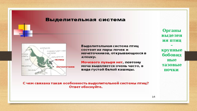 Органы выделения птиц – крупные бобовидные тазовые почки . 