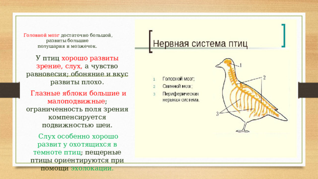  Головной мозг достаточно большой, развиты большие  полушария и мозжечок.   У птиц хорошо развиты зрение, слух, а чувство равновесия; обоняние и вкус развиты плохо.  Глазные яблоки большие и малоподвижные ; ограниченность поля зрения компенсируется подвижностью шеи.  Слух особенно хорошо развит у охотящихся в темноте птиц ; пещерные птицы ориентируются при помощи эхолокации. 