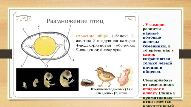 . У самцов развиты парные половые железы – семенники , в то время как у самок сохраняются только левый яичник и яйцевод.  Семяпроводы от семенников впадают в клоаку (лишь у примитивных птиц имеется копулятивный орган ). 