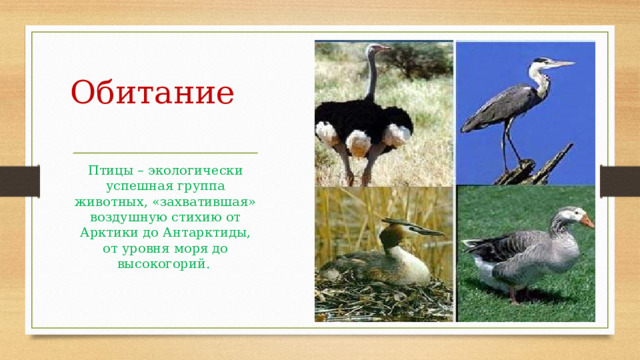 Обитание Птицы – экологически успешная группа животных, «захватившая» воздушную стихию от Арктики до Антарктиды, от уровня моря до высокогорий. 