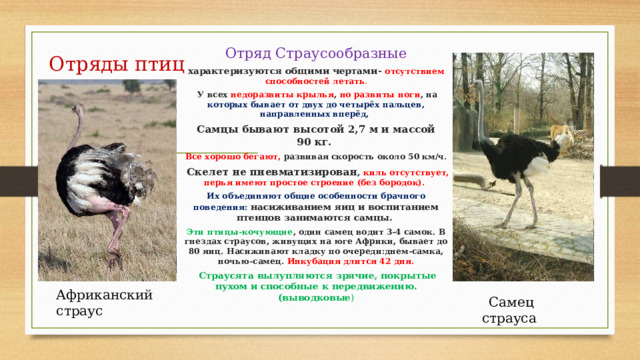 Отряды птиц Отряд Страусообразные характеризуются общими чертами- отсутствием способностей летать .  У всех недоразвиты крылья , но развиты ноги , на которых бывает от двух до четырёх пальцев, направленных вперёд, Самцы бывают высотой 2,7 м и массой 90 кг. Все хорошо бегают, развивая скорость около 50 км/ч.  Скелет не пневматизирован , киль отсутствует, перья имеют простое строение (без бородок). Их объединяют общие особенности брачного поведения:  насиживанием яиц и воспитанием птенцов занимаются самцы. Эти птицы-кочующие , один самец водит 3-4 самок. В гнездах страусов, живущих на юге Африки, бывает до 80 яиц. Насиживают кладку по очереди:днем-самка, ночью-самец. Инкубация длится 42 дня.  Страусята вылупляются зрячие, покрытые пухом и способные к передвижению.(выводковые ) Африканский страус   Самец страуса 