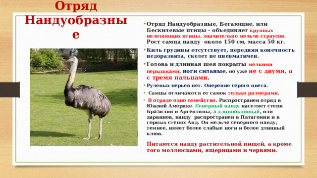 Отряд Нандуобразные Отряд Нандуобразные, Бегающие, или Бескилевые птицы - объединяет  крупных нелетающих птицы, значительно мельче страусов. Рост самца нанду около 150 см, масса 50 кг. Киль грудины отсутствует, передняя конечность недоразвита, скелет не пневматичен. Голова и длинная шея покрыты мелкими перышками , ноги сильные , но уже не с двумя, а с тремя пальцами . Рулевых перьев нет. Оперение серого цвета.  Самцы отличаются от самок только размерами .  В отряде одно семейство . Распространен отряд в Южной Америке. Северный нанду населяет степи Бразилии и Аргентины, а длинноклювый , или дарвинов, нанду распространен в Патагонии и в горных степях Анд. Он мельче северного нанду, темнее, имеет более слабые ноги и более длинный клюв.   Питаются нанду растительной пищей, а кроме того моллюсками, ящерицами и червями.  