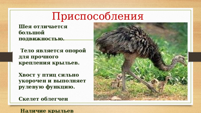 Приспособления Шея отличается большой подвижностью.   Тело является опорой для прочного крепления крыльев.  Хвост у птиц сильно укорочен и выполняет рулевую функцию.  Скелет облегчен   Наличие крыльев 